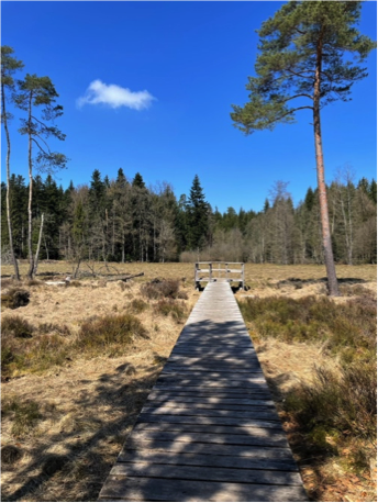 Büsselimoos foto Lettya Oesch