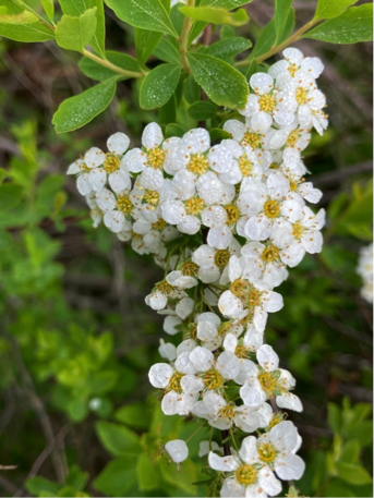 Flores de mayo LettyaOesch