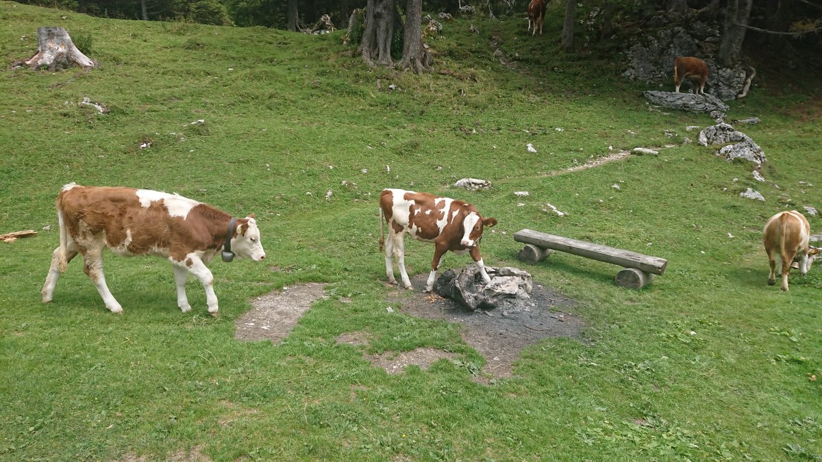 Fotografía base de datos familiar tomadas en Berner Oberland y Gurten
